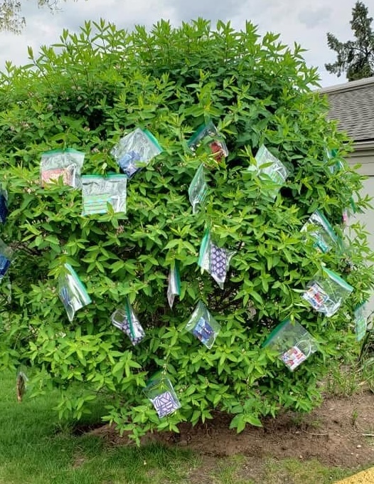 A tree is covered with clear plastic bags containing masks